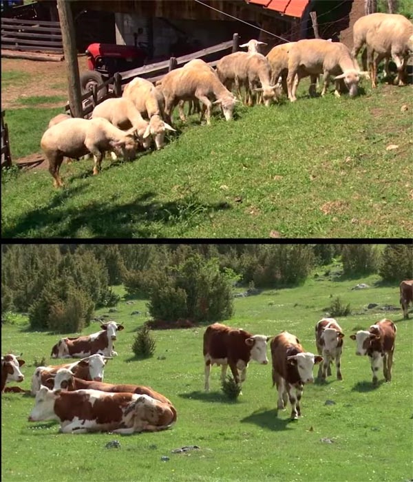 Raspisan javni poziv za podsticaje u organskoj stočarskoj proizvodnji