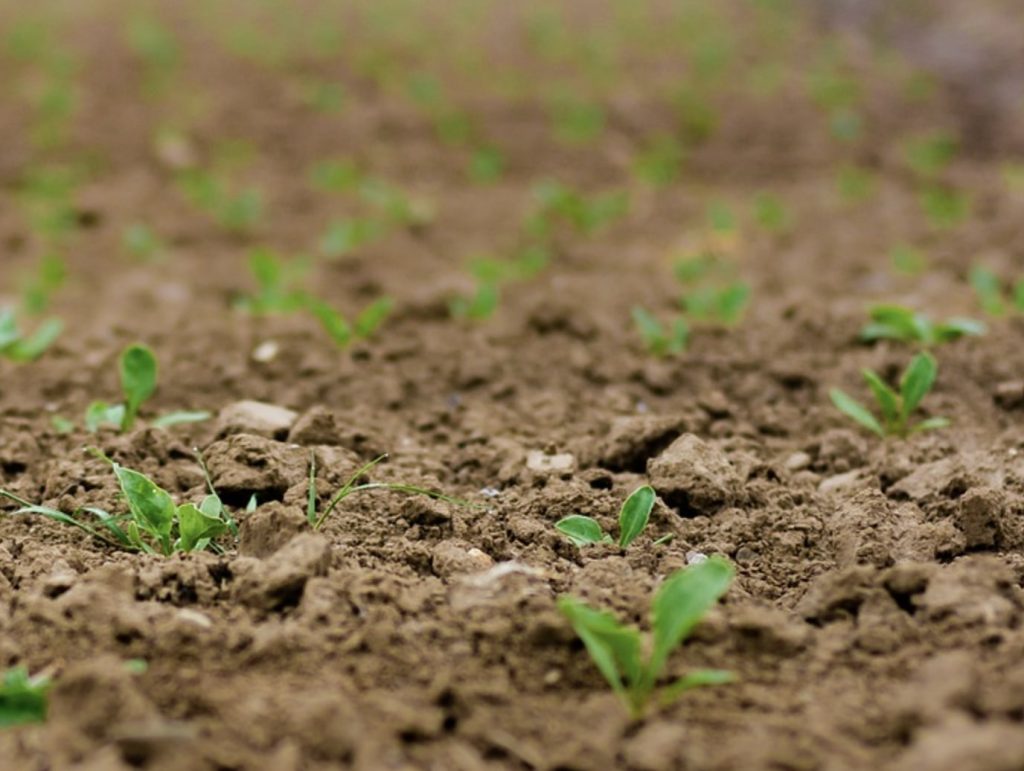 Zakon o semenu donosi strože kontrole i kazne: poljoprivrednici moraju da ispune nove uslove